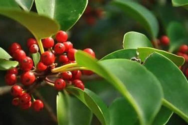 冬青树种子如何催芽(有关冬青小苗扦插育苗技术)