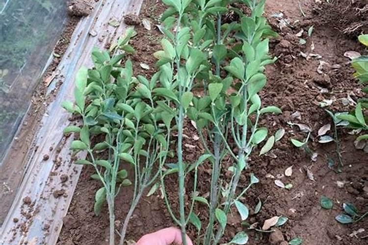 买的冬青小苗放两天再栽可以吗