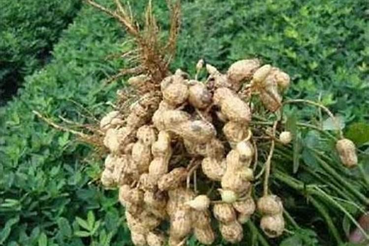 花生什么时候打芸苔素 如何使用才能提高产量