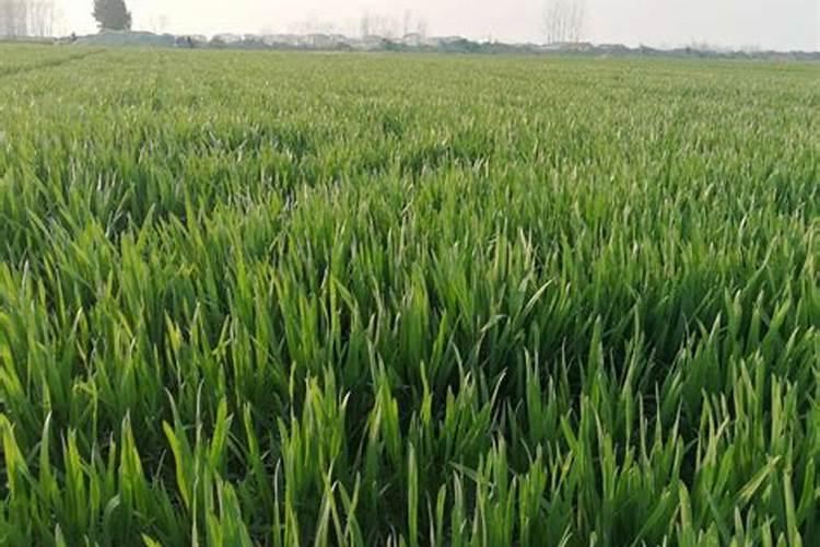 小麦追肥为什么不能施磷肥肥料？