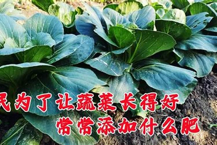 种青菜用什么肥料长得好