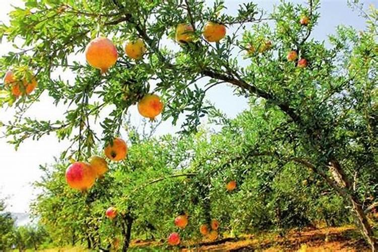 石榴树黄叶落叶怎么办？