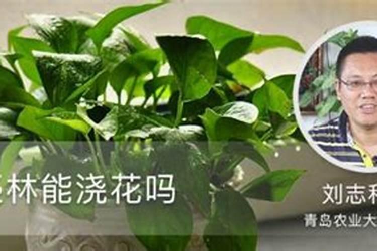 阿司匹林能浇花吗