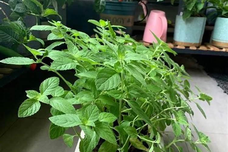 阿司匹林可以养哪些花