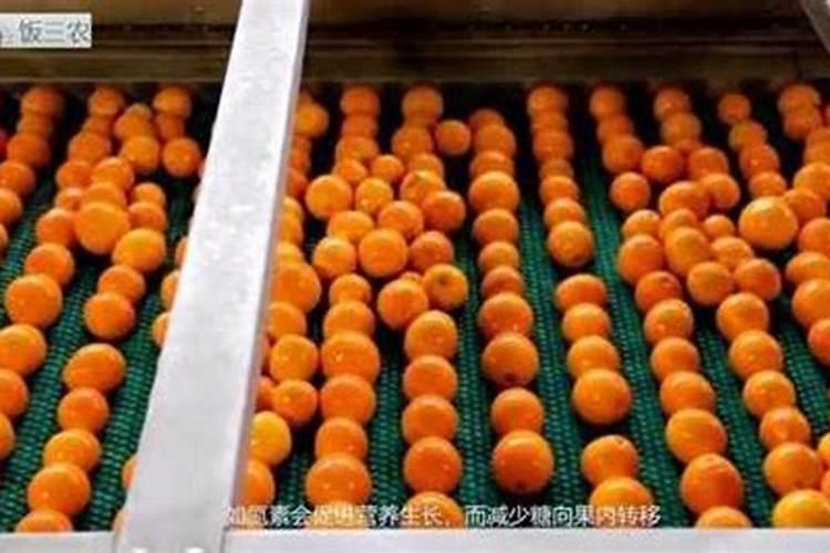 柑类果如何增甜