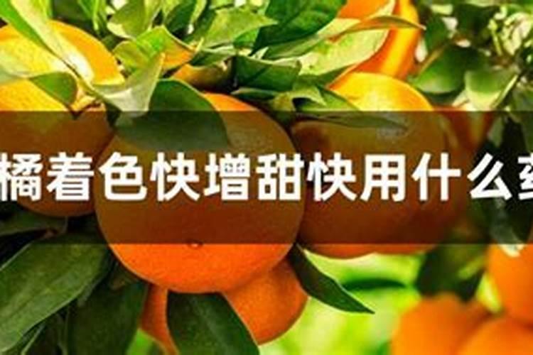 柑橘着色快增甜快用什么药,着色不均匀是什么原因