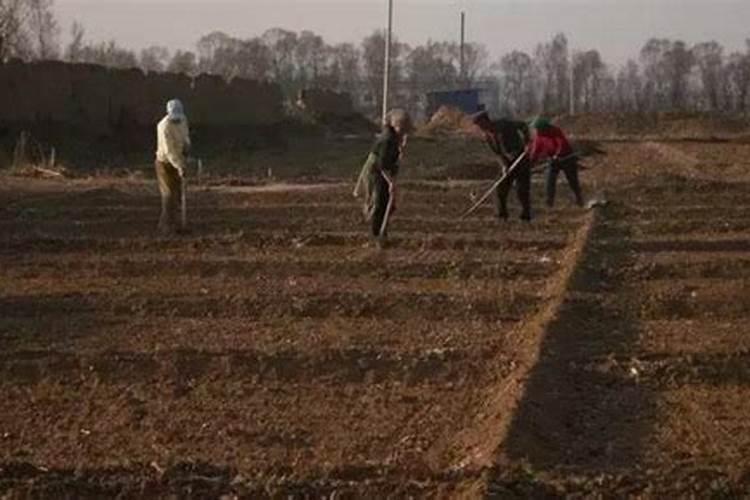 南瓜苗什么时候能施尿素肥？