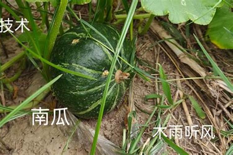 南瓜在结瓜时可以施尿素吗