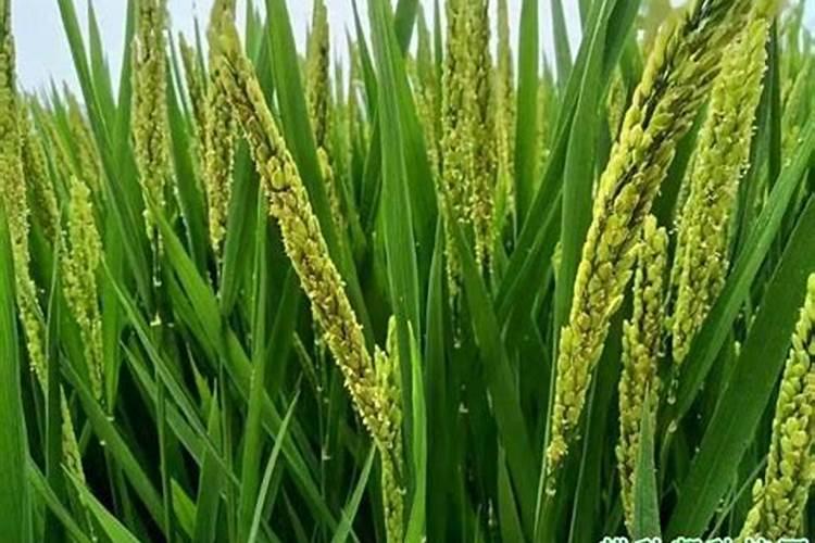 正常水稻多少氮肥合适？