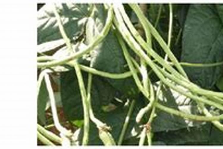 豆角保花保果农药最佳配方,什么时候打合适