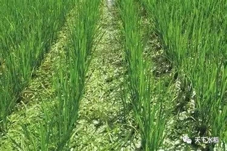 硅肥在水稻生产中有什么特殊作用？