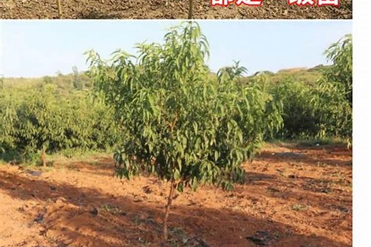 桃树苗是否可以喷硼肥水？