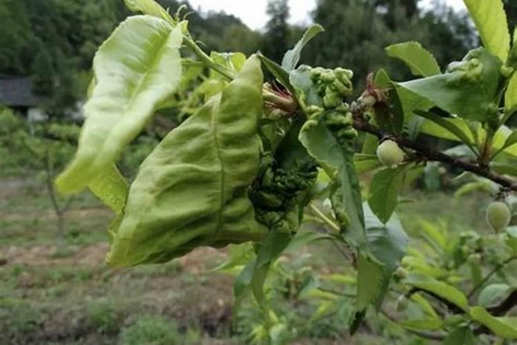 桃树苗黄叶卷叶,叶片上有红斑怎么治