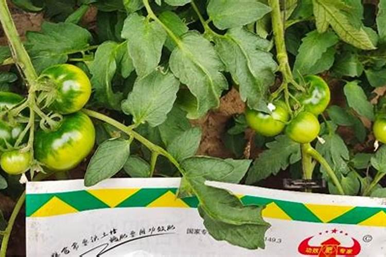 番茄脱肥如何补水果叶面肥效果好？