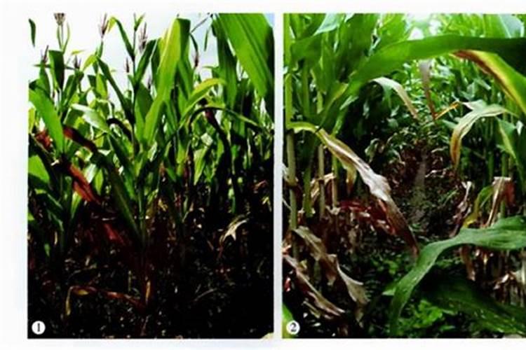 玉米缺氮要怎样防治？