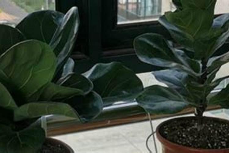 琴叶榕施什么肥最好