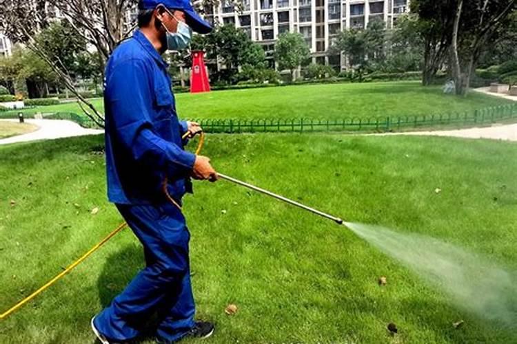 果岭草坪喷药选择什么时候好