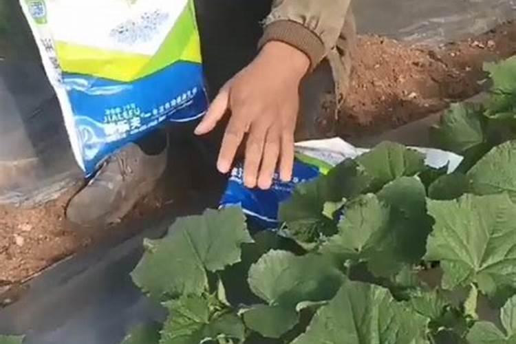 水溶肥的使用方法和注意事项 水溶肥有哪些