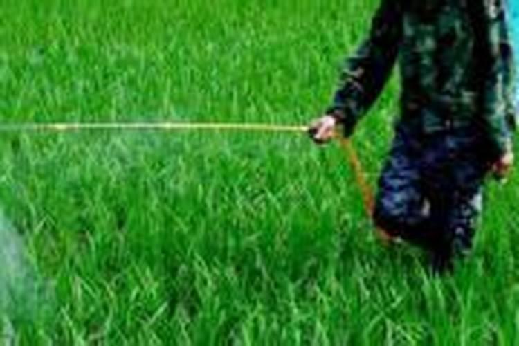 水溶肥使用时注意事项、方法与用量？