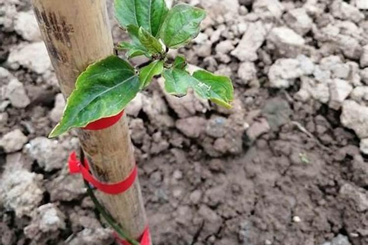 果苗栽了45天能不能喷叶面肥水？