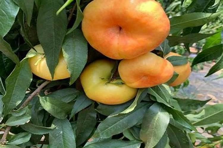 油蟠桃7一7能大棚种植吗