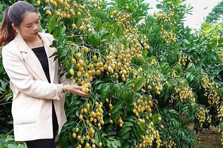 嫁接好的鸡心果苗栽完留多高合适