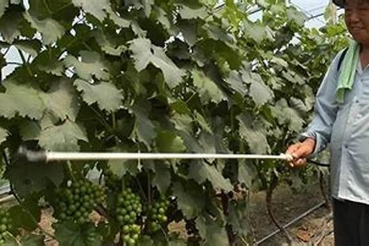 请问一下各老师 葡萄在10月份打叶面肥有用吗