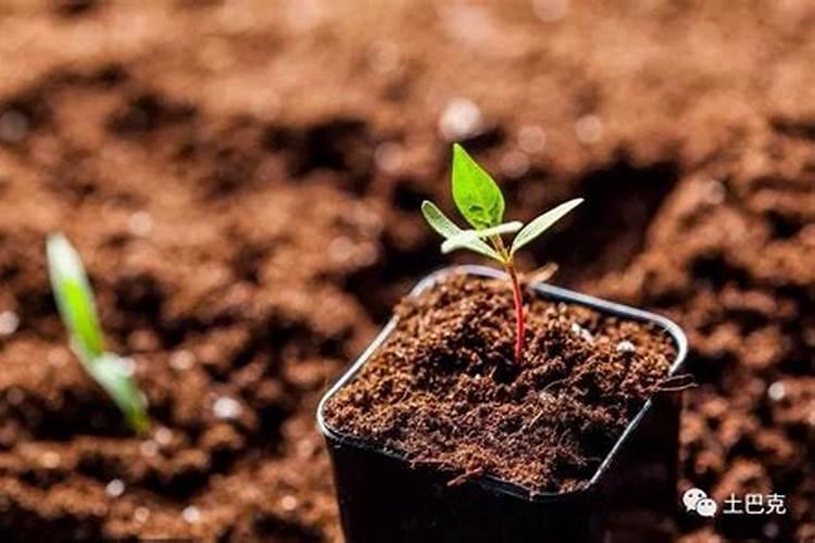 怎样判别化肥的肥效好坏