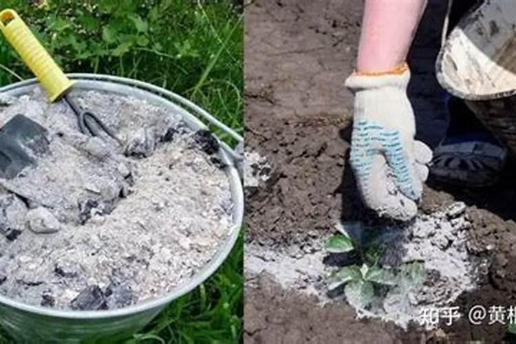 草木灰的正确使用方法