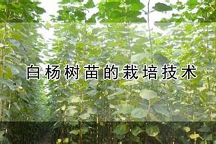 白杨树苗的栽培技术是什么？