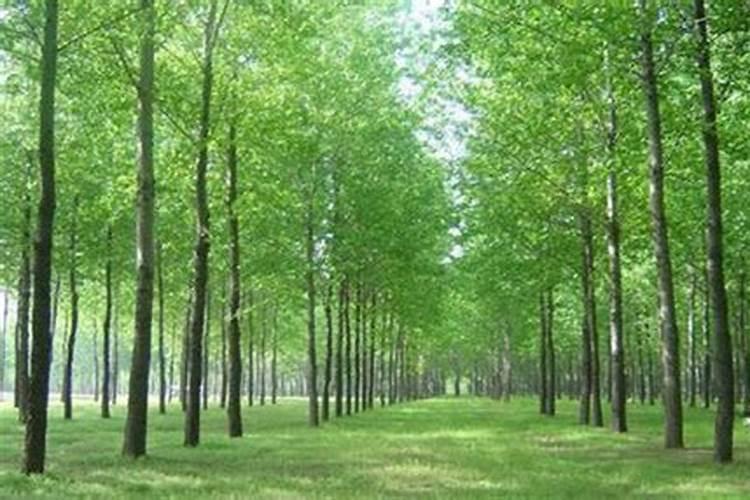 杨树种植技术要点