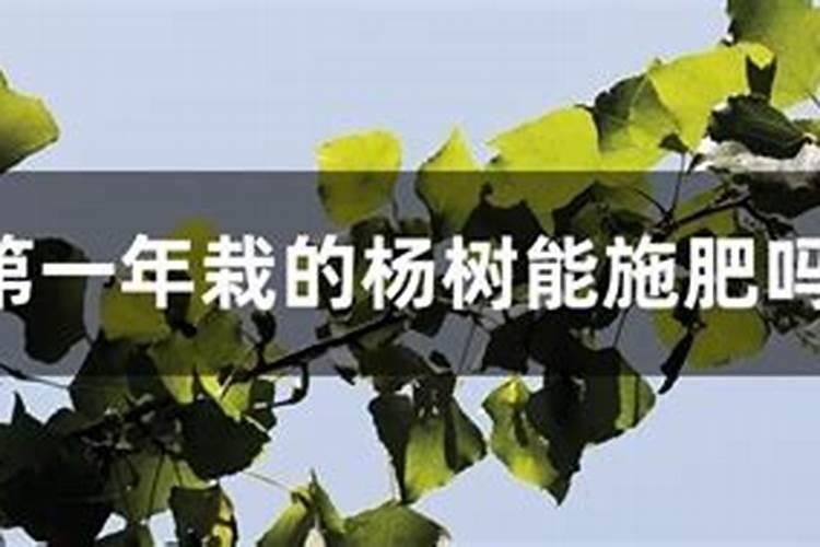 第一年栽的杨树能施肥吗