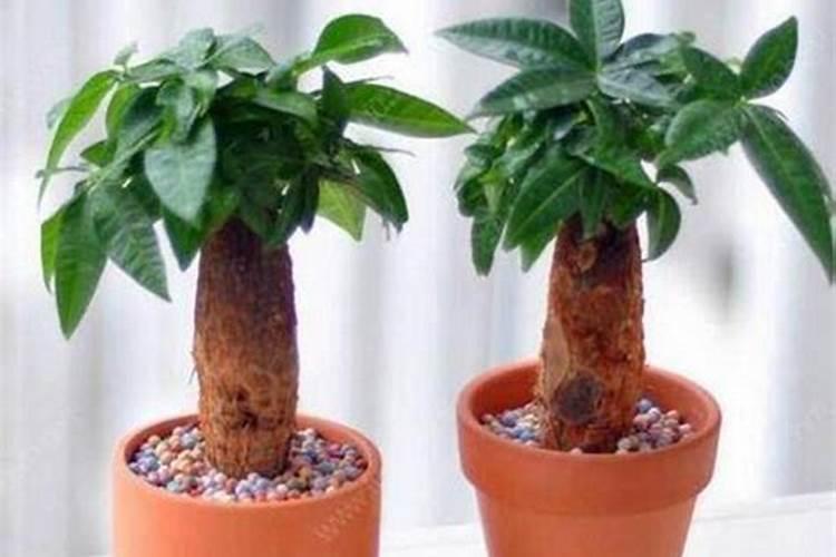 发财树施什么肥好