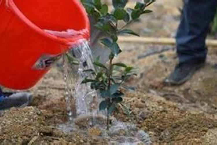 三元复合肥浇花兑水比例是多少？