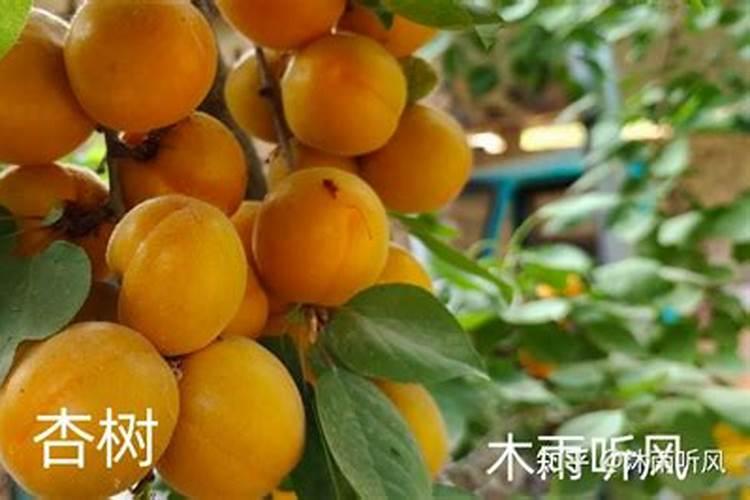 果实膨大施什么肥料好？