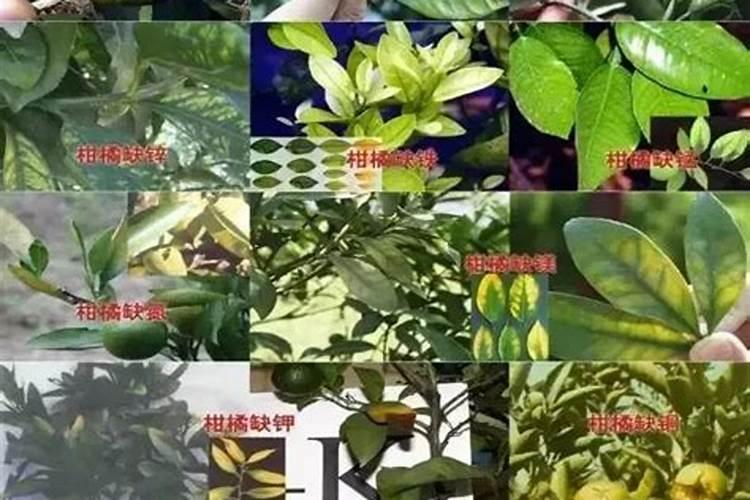 草莓缺中量元素症状有哪些？