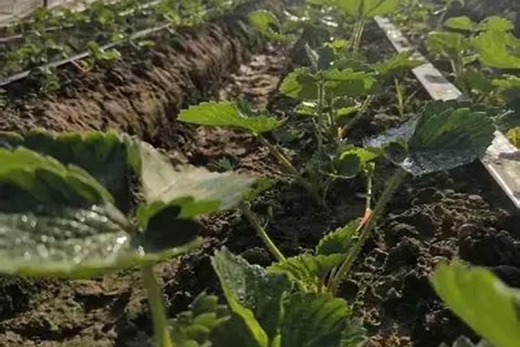 草莓缺素症的主要表现