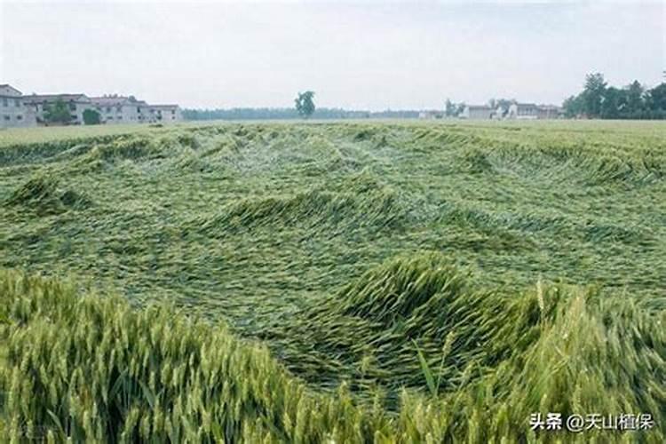 小麦出现倒伏现象 应该施什么肥？？