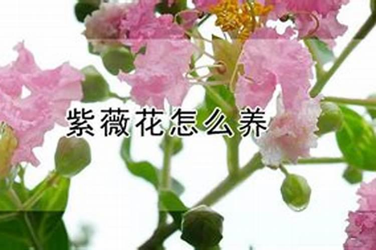 紫薇花怎么养才合适 三个方法养好紫薇花