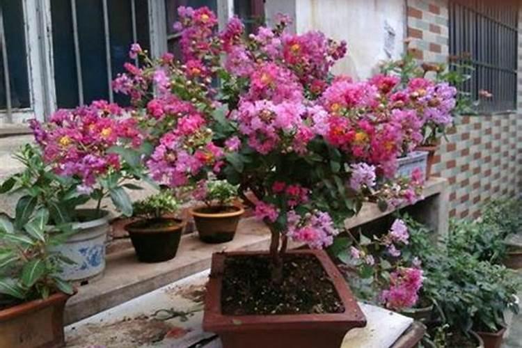 紫薇花怎么养才合适