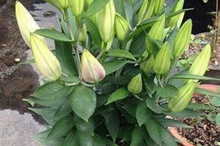 百合花用什么肥料最好