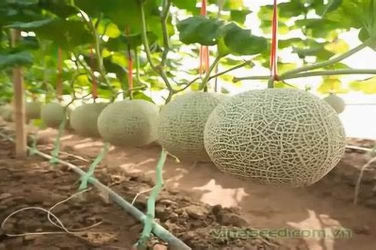 哈密瓜怎么种植