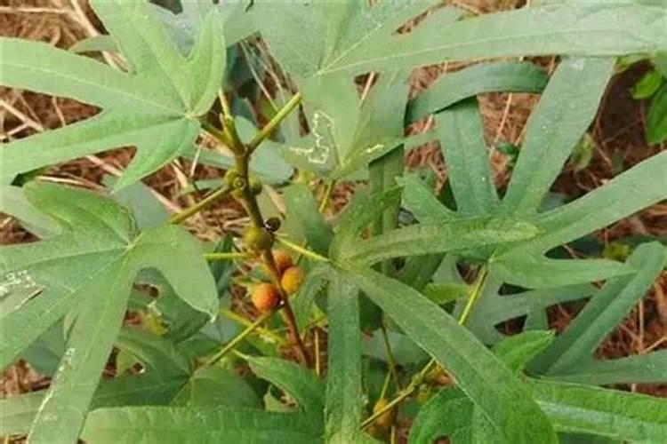 种植五指毛桃用什么肥生根块呢？