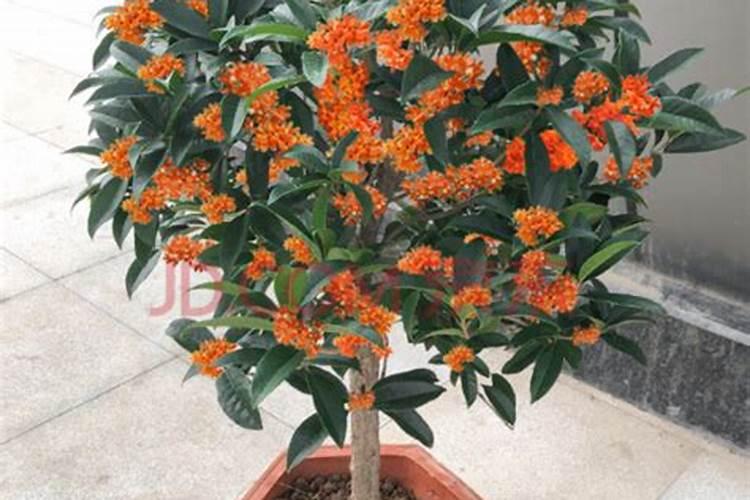 桂花好养吗？怎么养