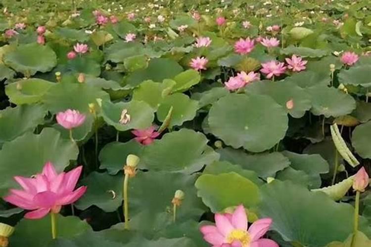 小区水系种植荷花好不好？