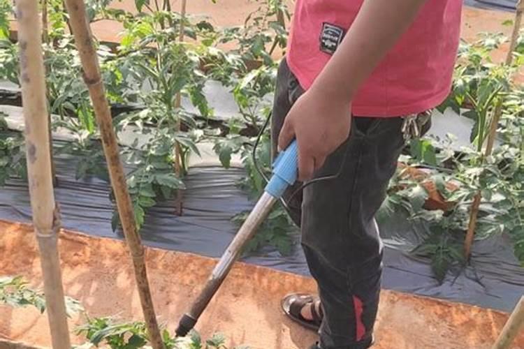 西红柿得授粉需求和技术有哪些？