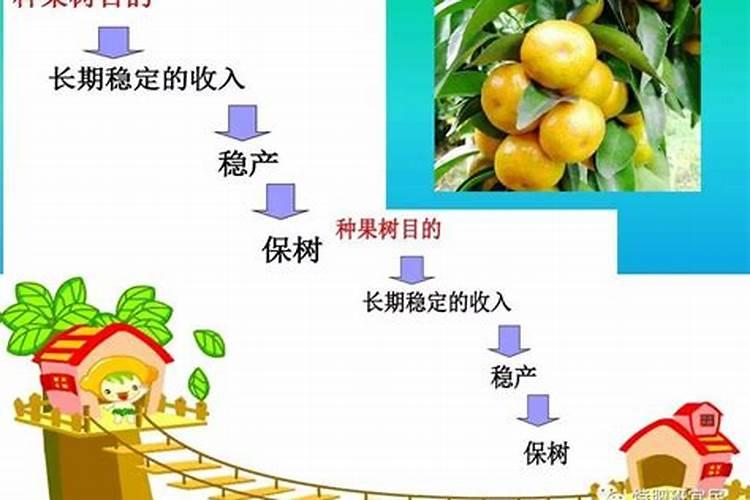 柑橘增糖退酸方法