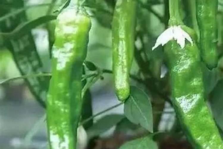 复合哈茨木霉菌,比普通哈茨木霉菌好在哪？防治根腐更好