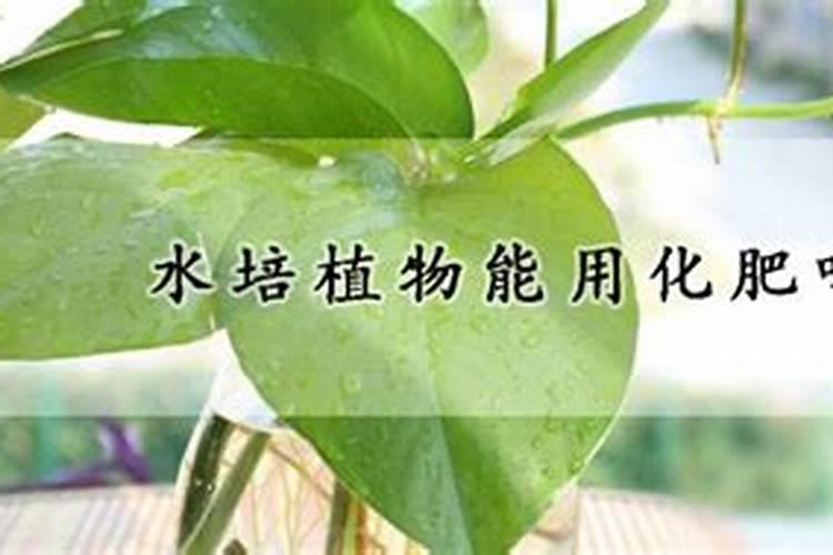养绿植可以用化肥吗？