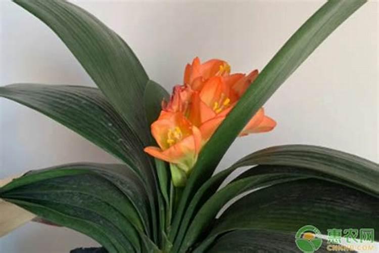 家里的绿植用什么肥 适合家里养的18种花